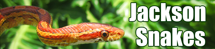 Jackson snake
